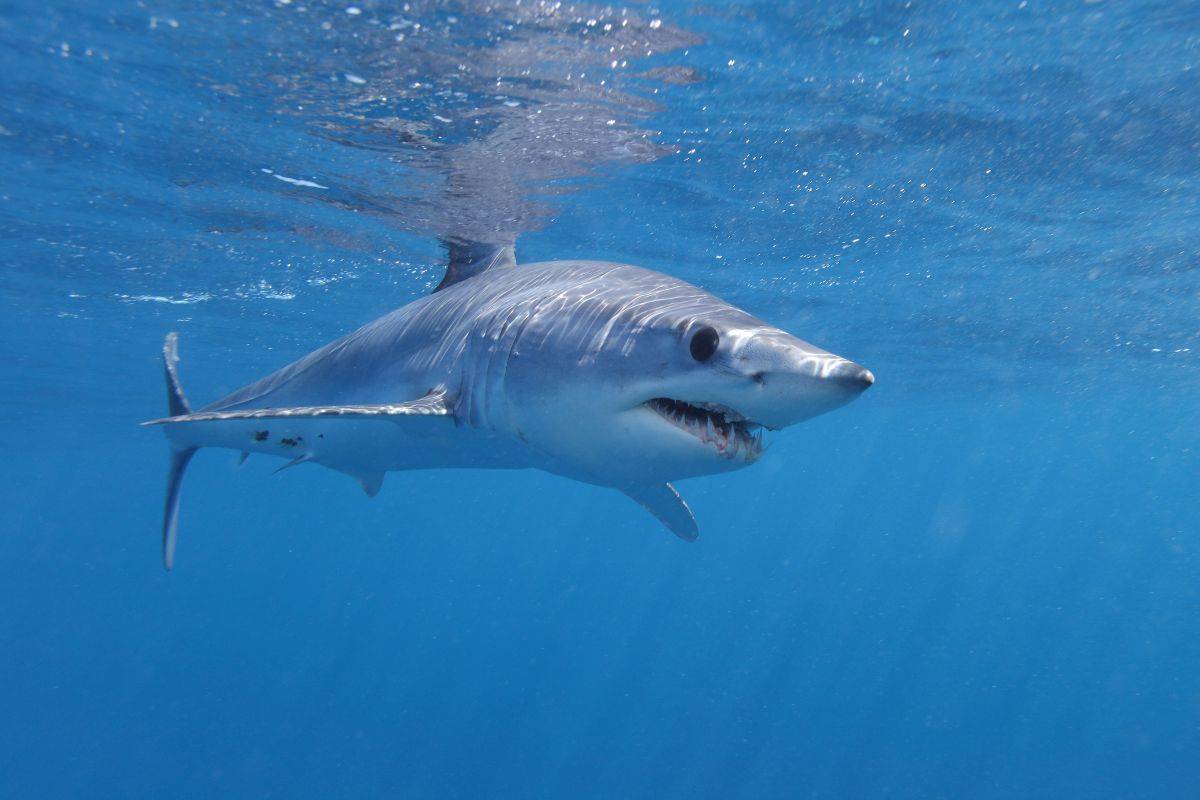 Squalo mako a Gallipoli, paura in mare: urta un’imbarcazione e semina il panico