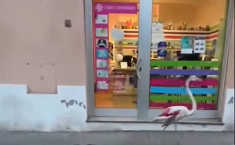 Fenicottero