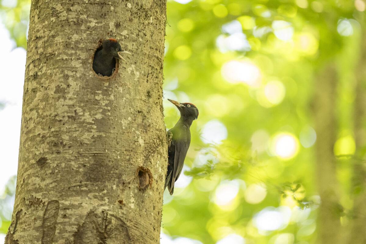 23 e 24 maggio: il FAI apre i luoghi della biodiversità