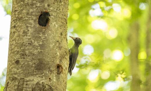 23 e 24 maggio: il FAI apre i luoghi della biodiversità
