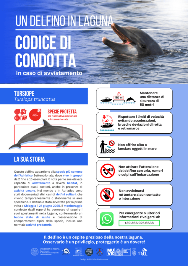 delfino