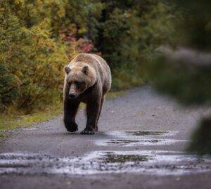 Orso bruno sull’Altopiano di Asiago: cosa sta succedendo e come comportarsi