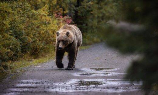 Orso bruno sull’Altopiano di Asiago: cosa sta succedendo e come comportarsi