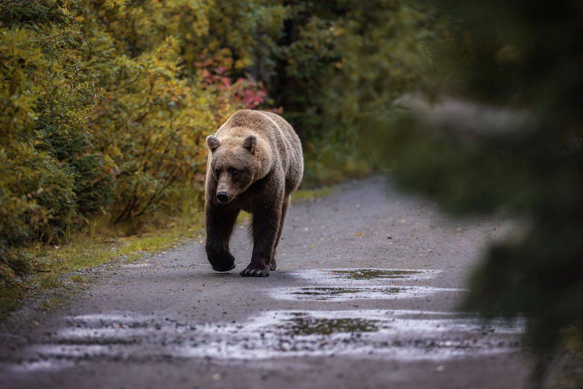 Orso bruno sull’Altopiano di Asiago: cosa sta succedendo e come comportarsi