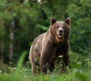 Orso sull’Altopiano di Asiago, il mistero è risolto: identificato il giovane plantigrado