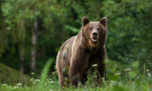 Orso sull’Altopiano di Asiago, il mistero è risolto: identificato il giovane plantigrado