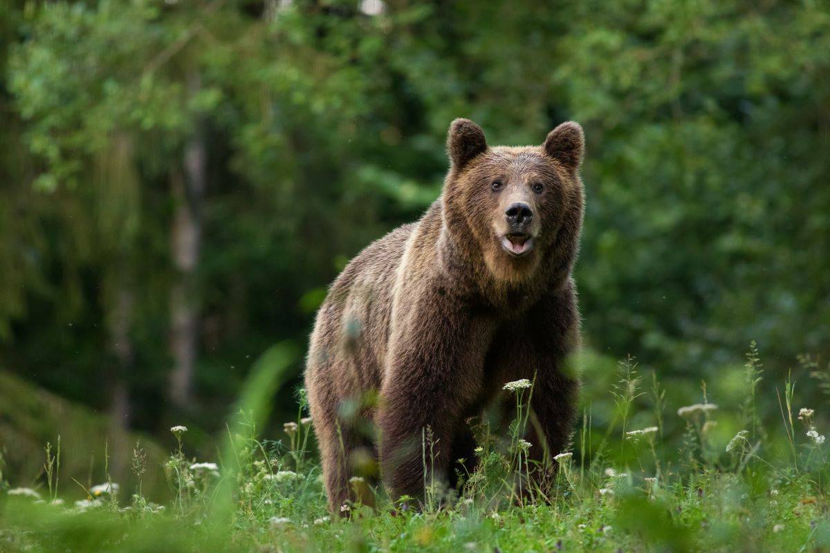 orso