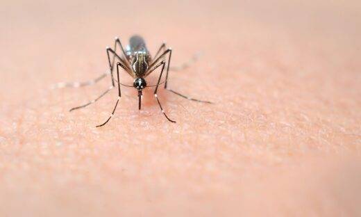 Zanzara coreana in Italia e West Nile: l’allarme si sposta tra pianure e città del Nord
