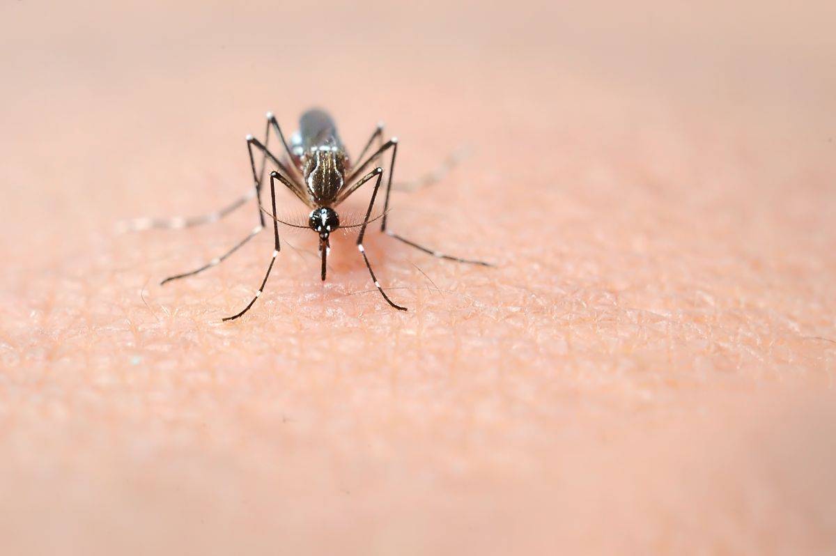 Zanzara coreana in Italia e West Nile: l’allarme si sposta tra pianure e città del Nord