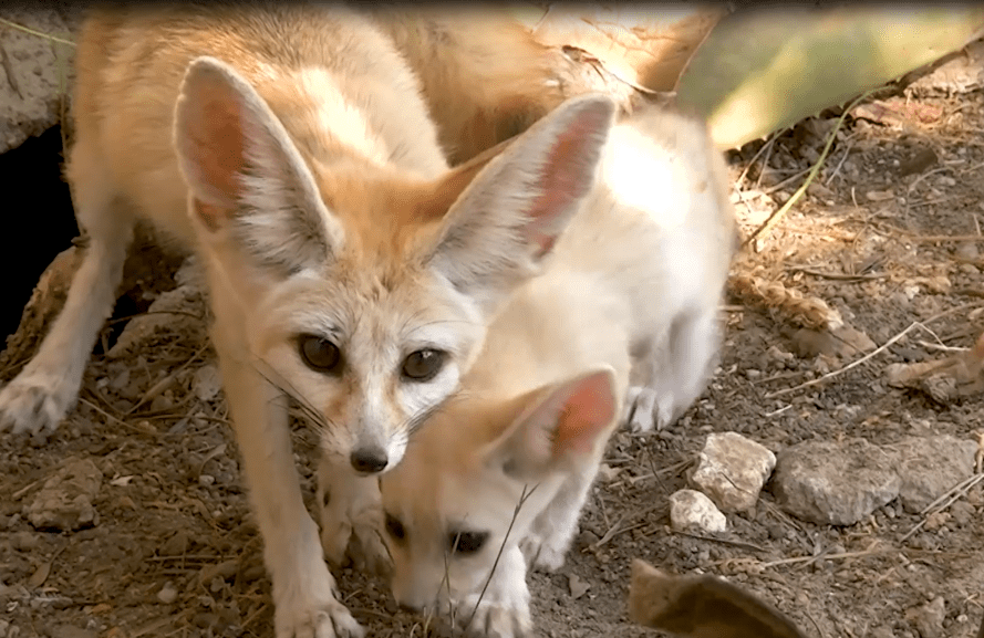 fennec