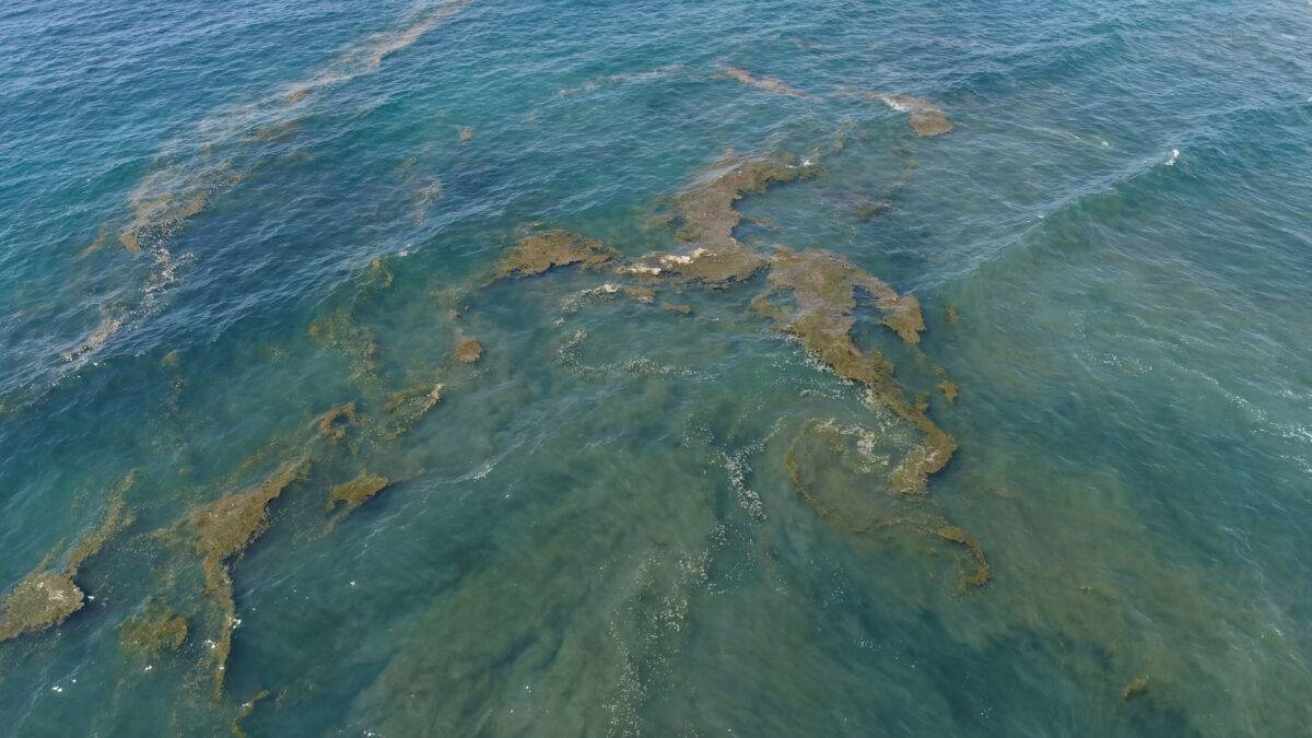 Dalla Puglia a Lazio e Toscana, è tornata l’alga tossica