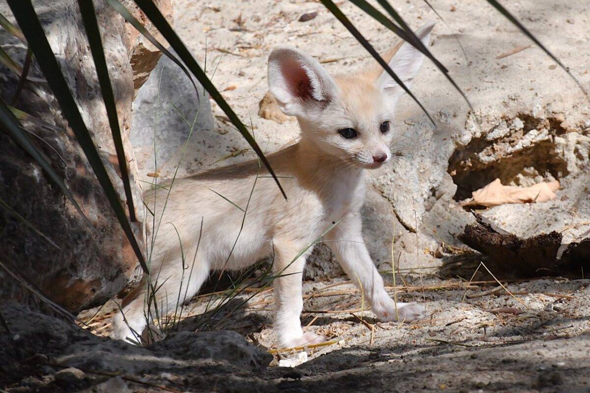 fennec