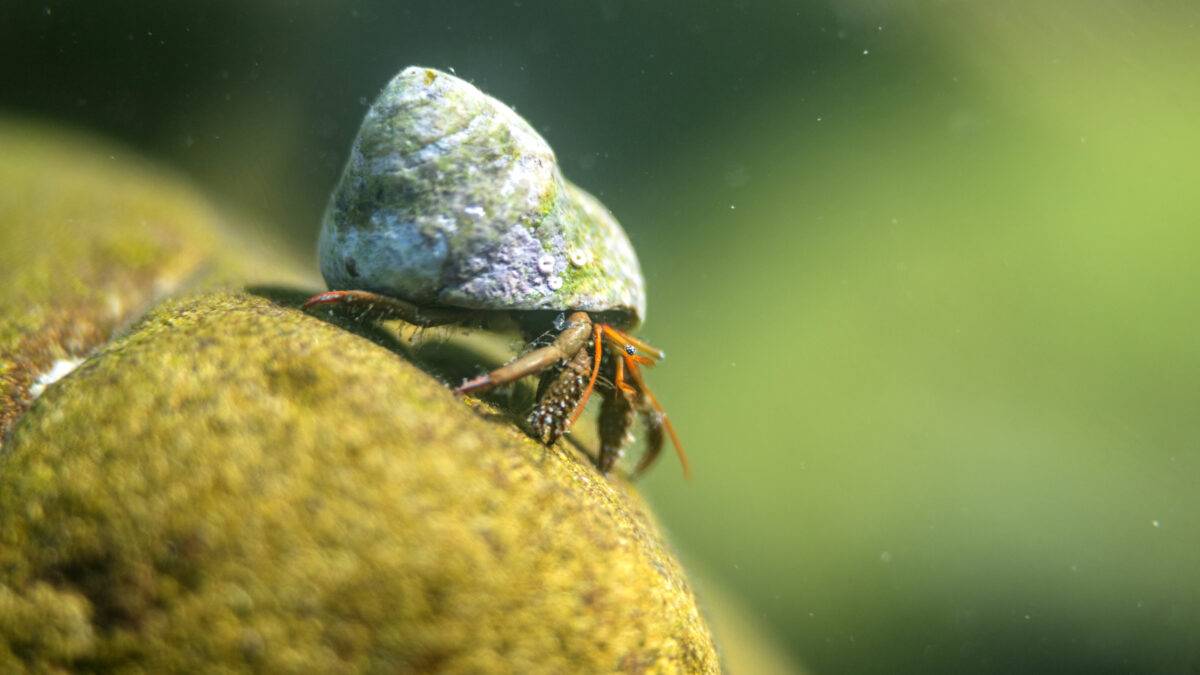 Alla scoperta dello sconosciuto “ambiente di marea” di Laguna e Alto Adriatico