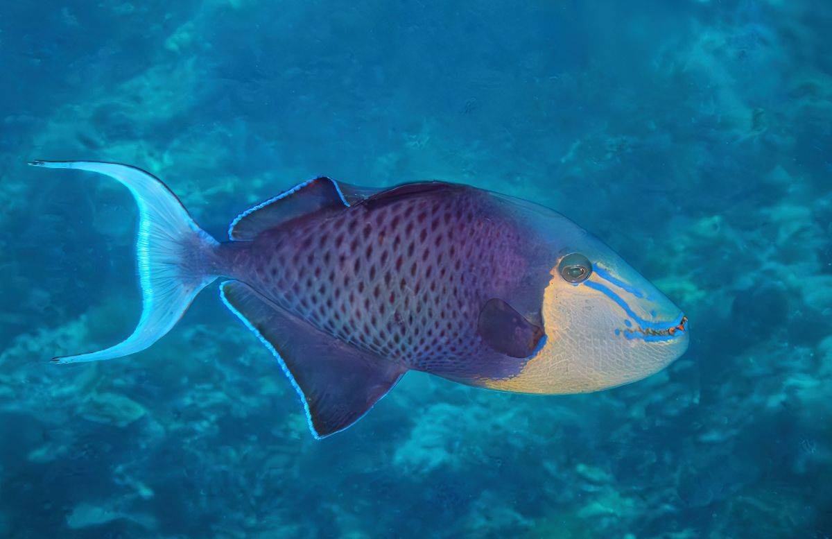 pesce