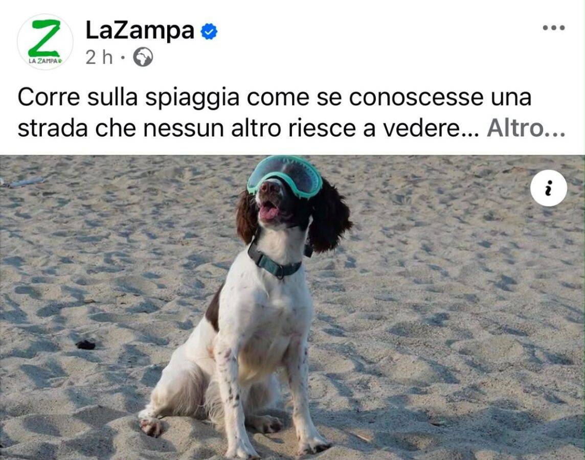 cani