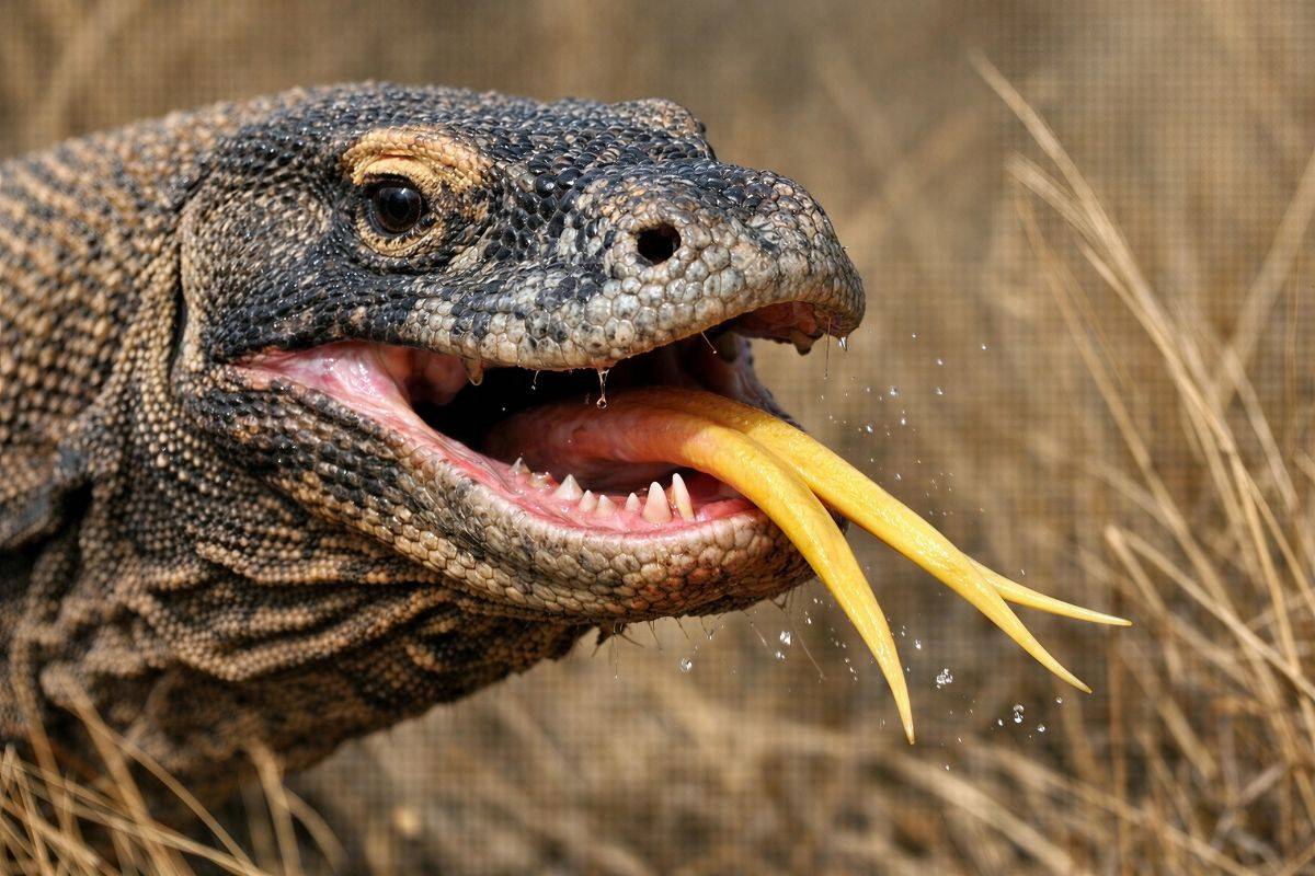 Un drago a due passi da casa: il Varano gigante semina paura nel Bresciano