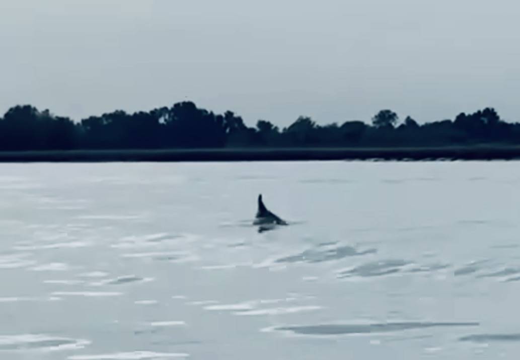 delfini