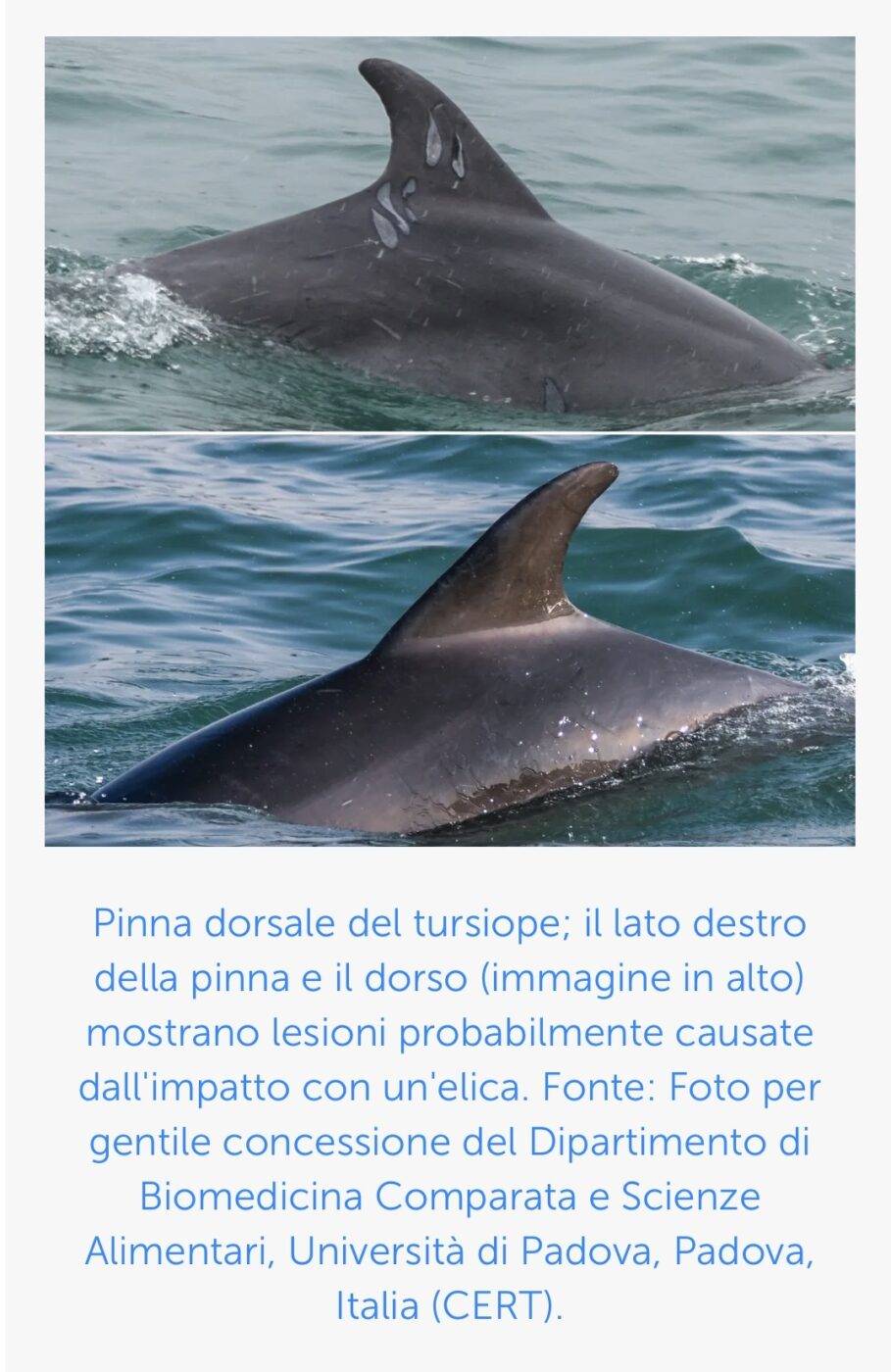 delfini