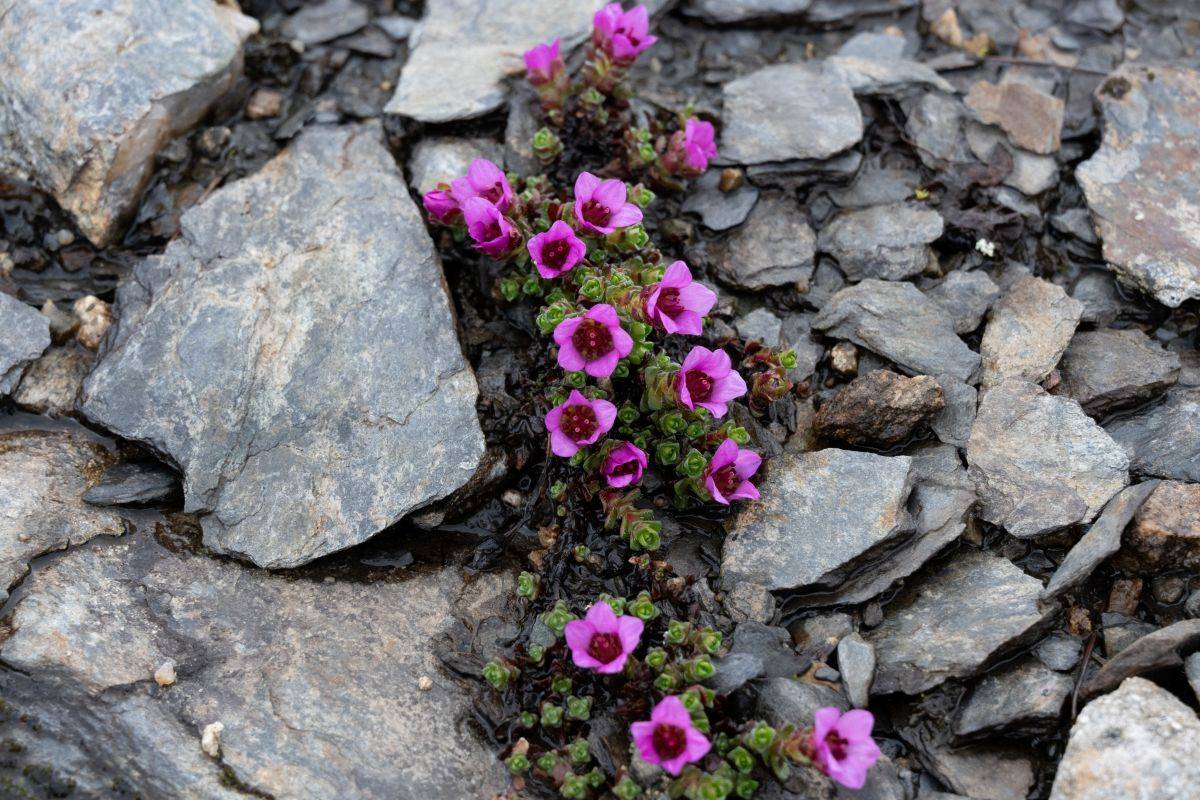 Saxifraga candelabrum