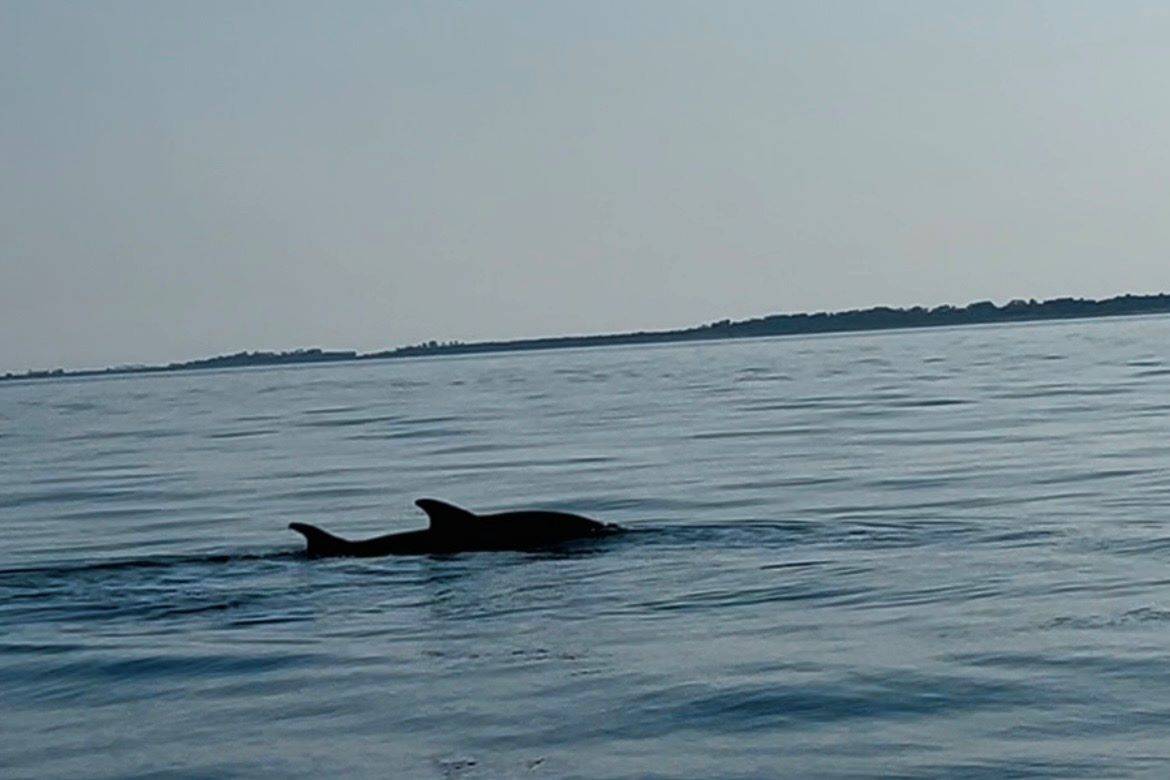 delfini