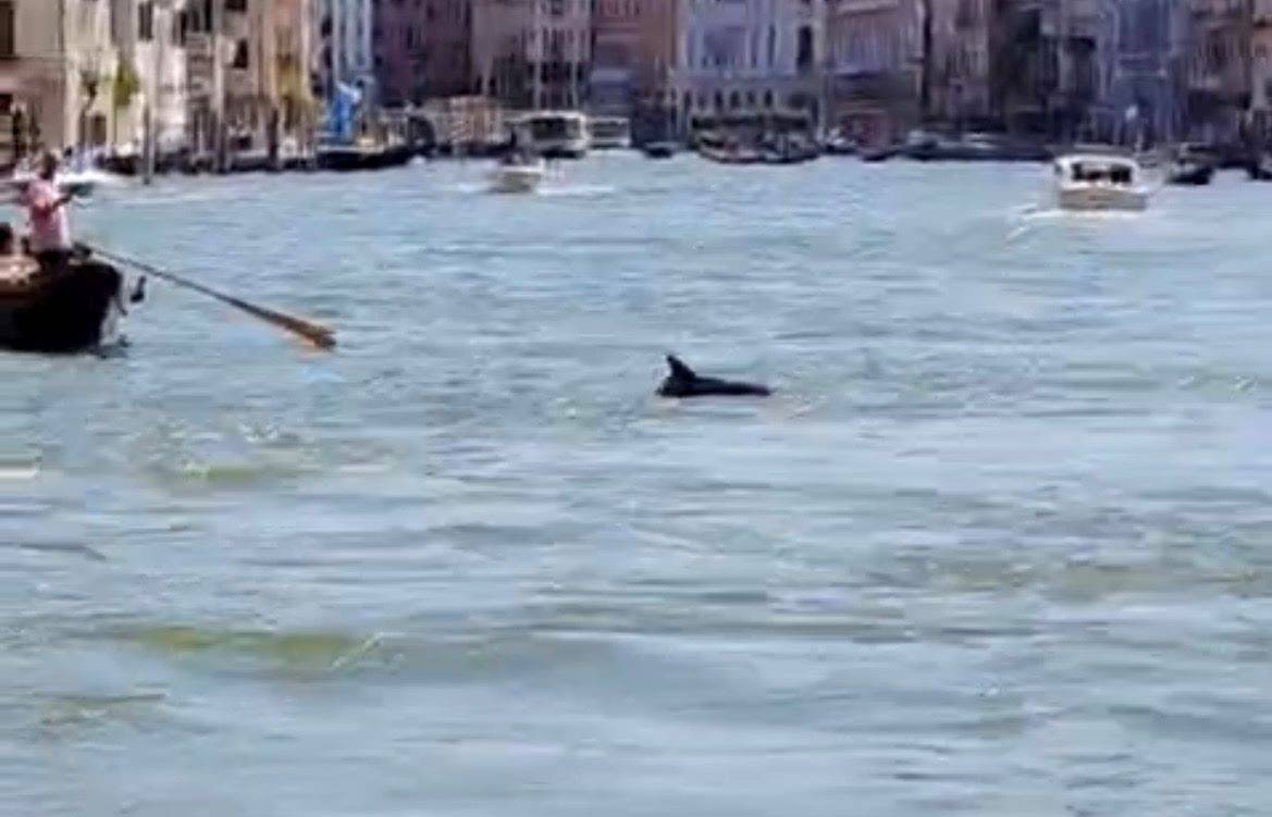 delfini