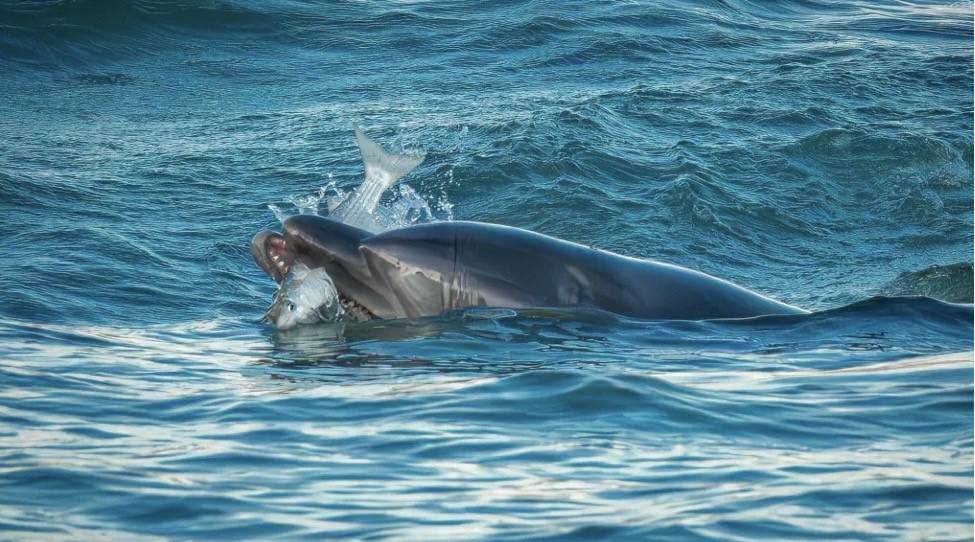 Uno, due, tre delfini a Venezia?