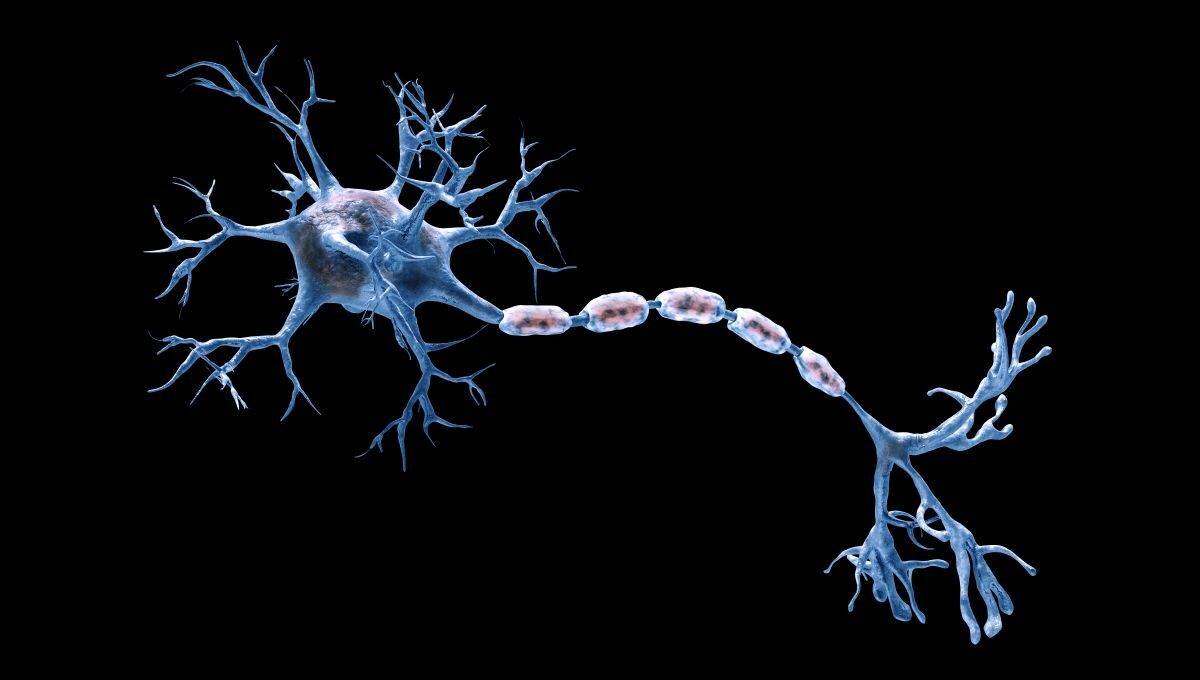 neurone