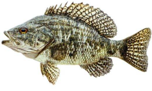 Nuove specie aliene nei mari italiani: è arrivato il Pesce Foglia