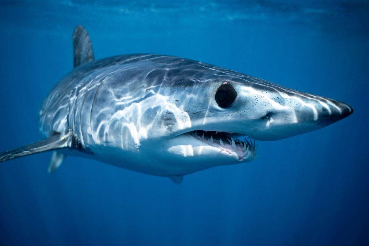 Un mako gigante a Livorno: 2,5 metri di squalo, 50 minuti di lotta e poi la fuga
