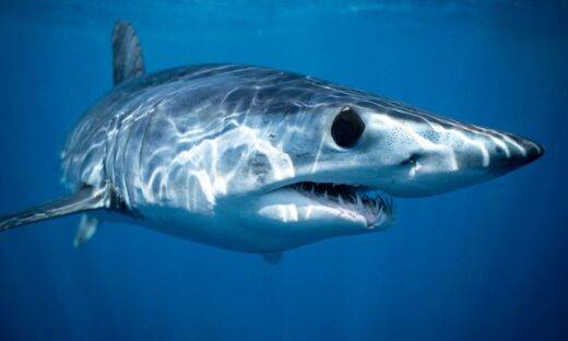 Un mako gigante a Livorno: 2,5 metri di squalo, 50 minuti di lotta e poi la fuga