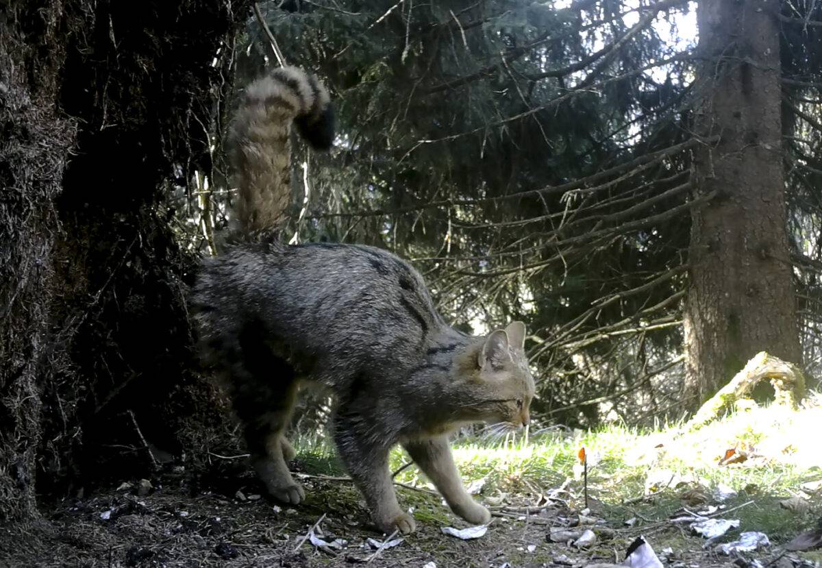 gatto selvatico europeo