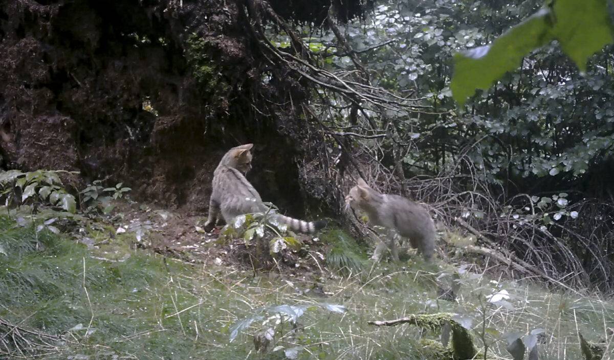 gatto selvatico europeo