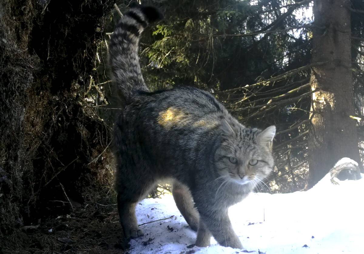 Il gatto selvatico europeo torna sulle Dolomiti: l’avvistamento in Val di Zoldo