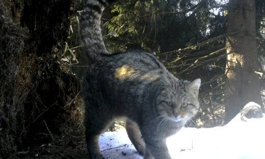 Il gatto selvatico europeo torna sulle Dolomiti: l’avvistamento in Val di Zoldo