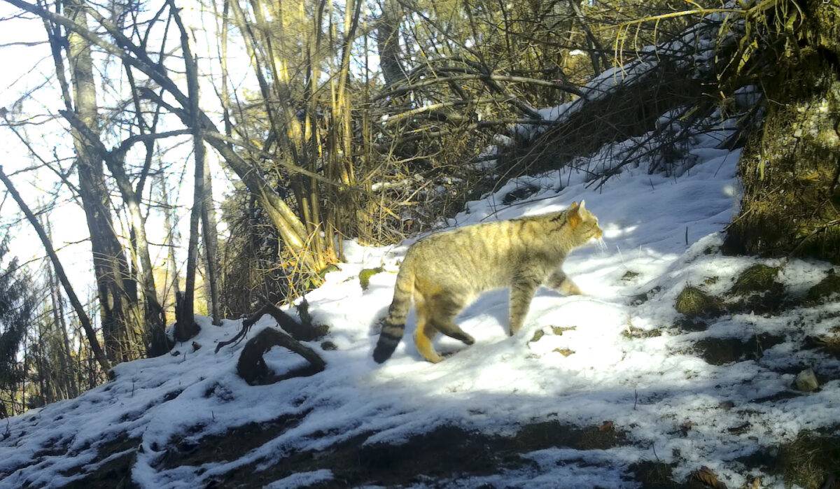 gatto selvatico europeo