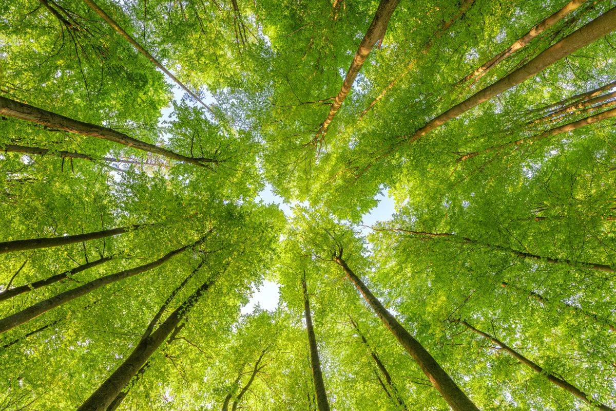 natura