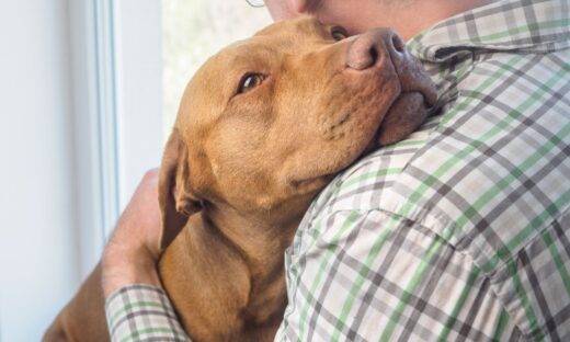 Animali nella tomba di famiglia: la svolta nei cimiteri