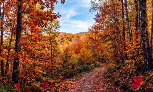 E' arrivato il tempo del foliage
