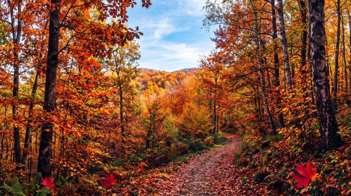 E' arrivato il tempo del foliage